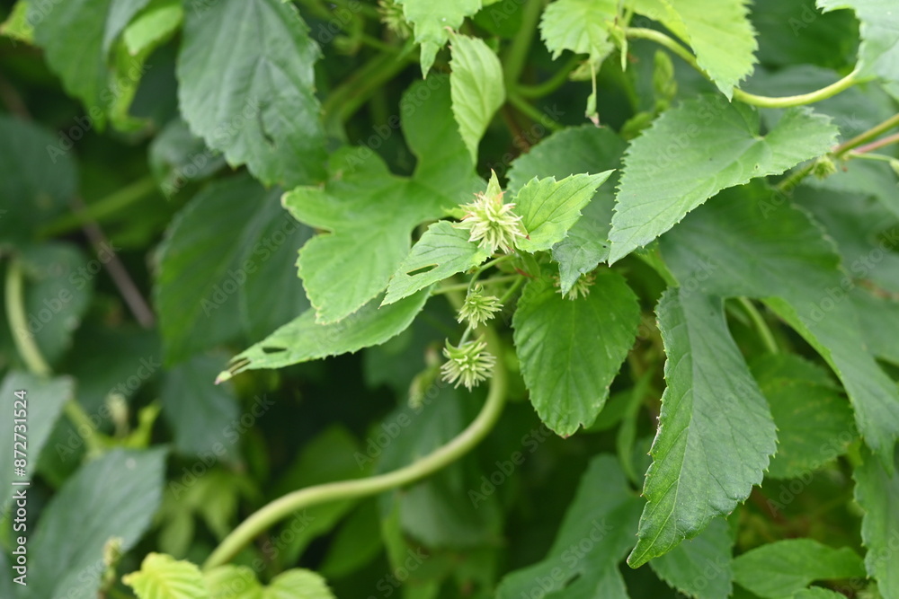 The female flower of hops. Cannabaceae perennial vine. Dioecious, it is the ingredient that gives bitterness and aroma to beer. The female flower of hops. Cannabaceae perennial vine. Dioecious, it is the ingredient that gives bitterness and aroma to beer.