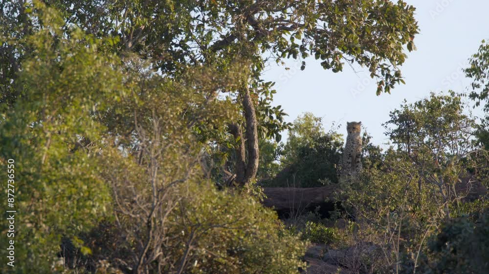 Solo Cheetah Stands on Fallen Tree in the Bush of South Africa Solo Cheetah Stands on Fallen Tree in the Bush of South Africa