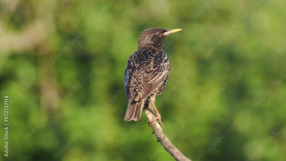 Neuntöter (Laius collurio) oder Rotrückenwürger Neuntöter (Laius collurio) oder Rotrückenwürger