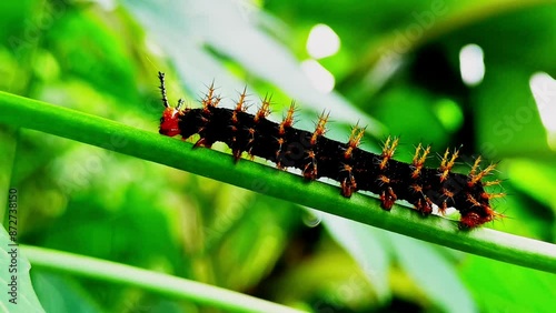 green caterpillar on a leaf
