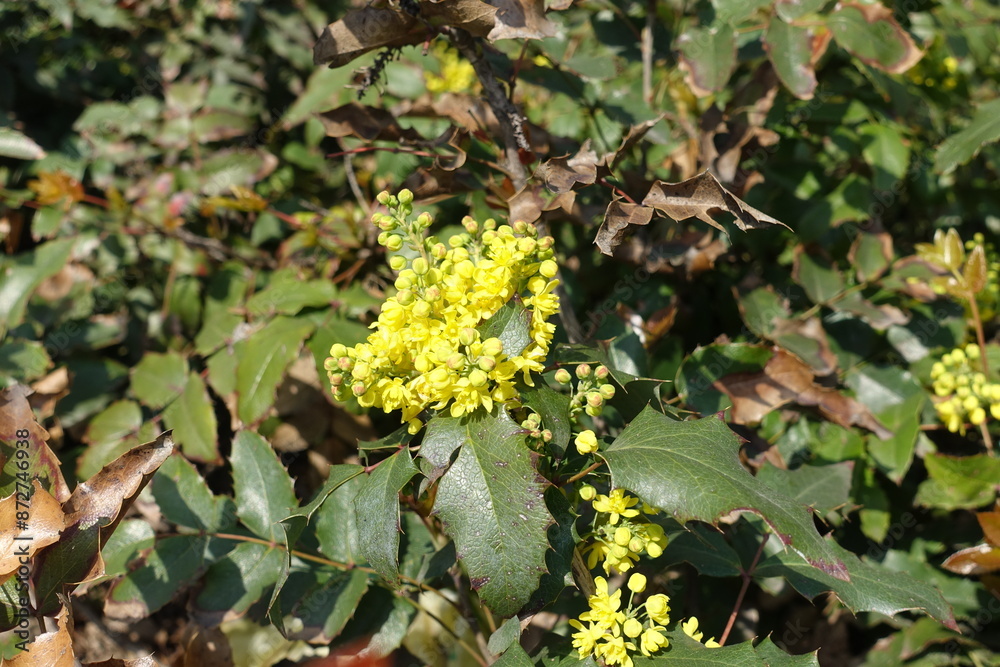 Buds and yellow flowers of Mahonia aquifolium in April Buds and yellow flowers of Mahonia aquifolium in April
