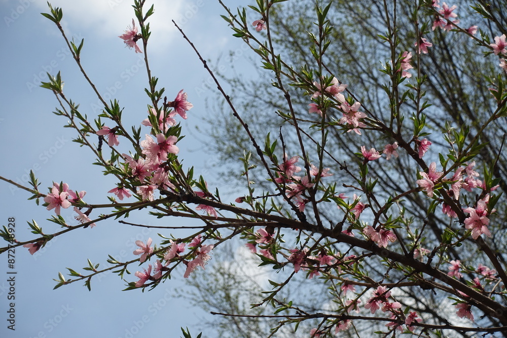 Branch of blossoming peach tree against blue sky in April Branch of blossoming peach tree against blue sky in April