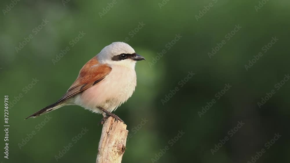 Neuntöter (Laius collurio) oder Rotrückenwürger Neuntöter (Laius collurio) oder Rotrückenwürger