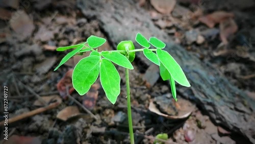 sprout in the ground