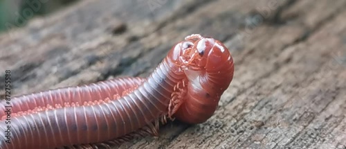 Two millipedes mating on a piece of wood.