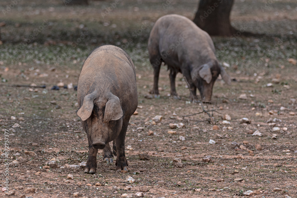the Iberian pig grazing in the pasture the Iberian pig grazing in the pasture
