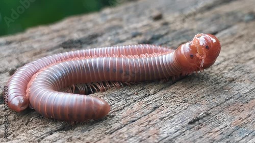Two millipedes mating on a piece of wood.