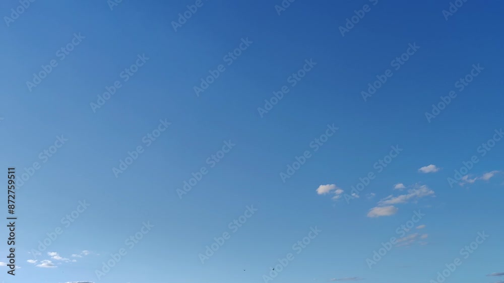 Birds fly through the sky that is completely covered with cirrocumulus clouds at dawn