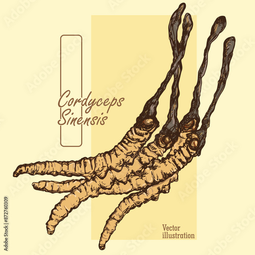 Cordyceps sinensis hand drawn. Natural medicine ingredient. CHONG CAO. DONG CHONG XIA CAO.Vintage style sketches. Vector illustration. photo