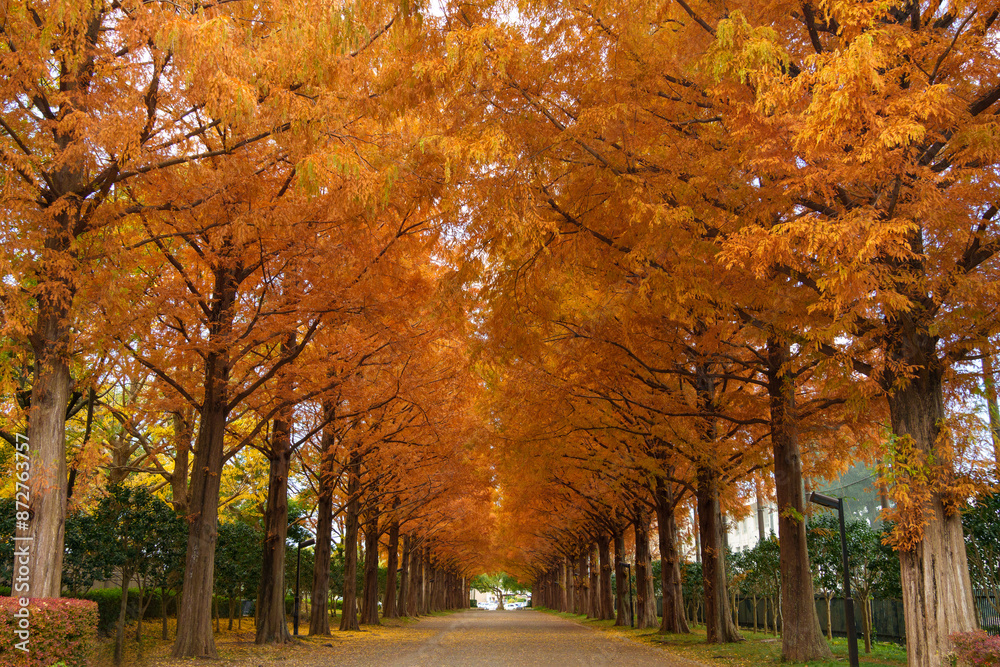 Fototapeta premium 秋のメタセコイア並木（平塚市総合公園）