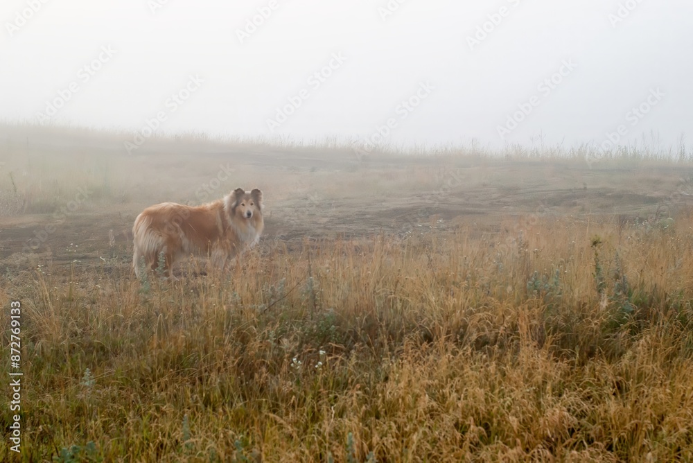 Obraz premium A lone collie dog in the fog