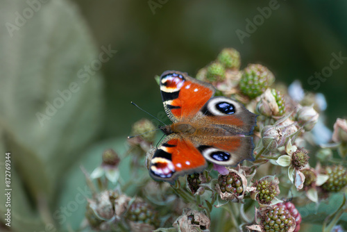 Day butterfly on flowers, spring.