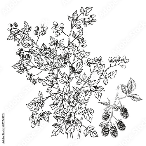 Blackberries bush and branch with ripe berries