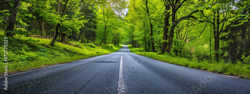 empty Asphalt car travel road passes through middle of beautiful green foliage rural forest with large trees on both side during sunny summer day