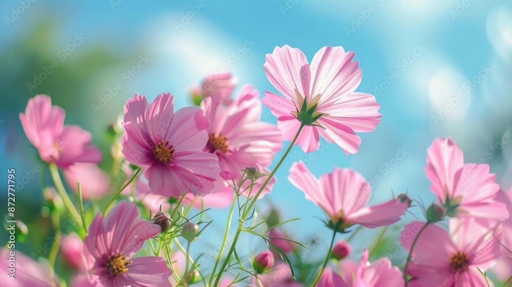 Composition of pink flowers with blurred blue sky background Selective focus Composition of pink flowers with blurred blue sky background Selective focus