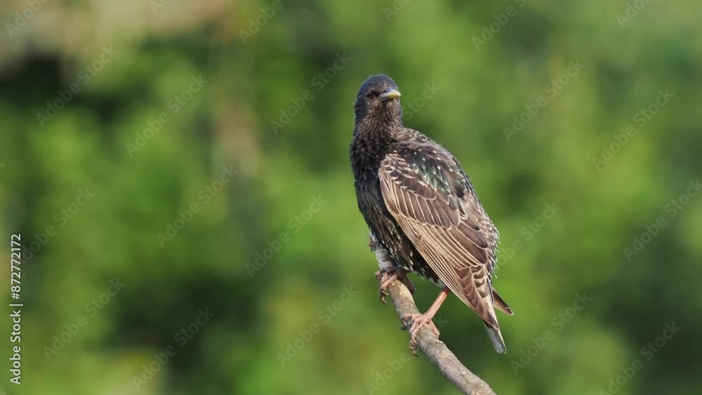 Star (Sturnus vulgaris) Star (Sturnus vulgaris)