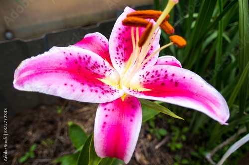 Vivid stargazer lily in full bloom