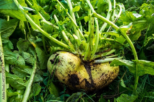 Freshly picked turnip root vegetable in field
