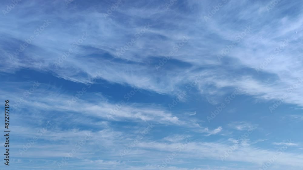 Birds soar through the sky in the early hours