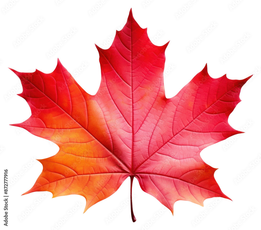 PNG Autumn maple leaf plant tree. PNG Autumn maple leaf plant tree.