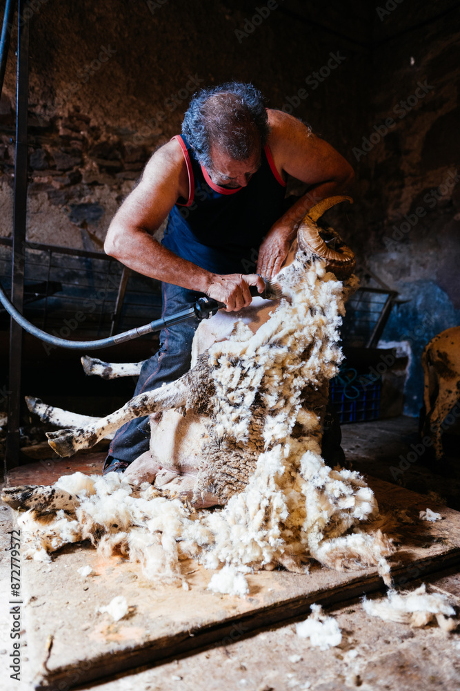 A Sheep Shearer Works on a Ram in a Barn A Sheep Shearer Works on a Ram in a Barn