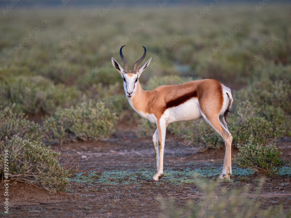 Springbock (Antidorcas marsupialis) Springbock (Antidorcas marsupialis)