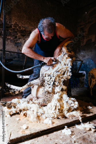 Wallpaper Mural A Sheep Shearer Works on a Ram in a Barn Torontodigital.ca