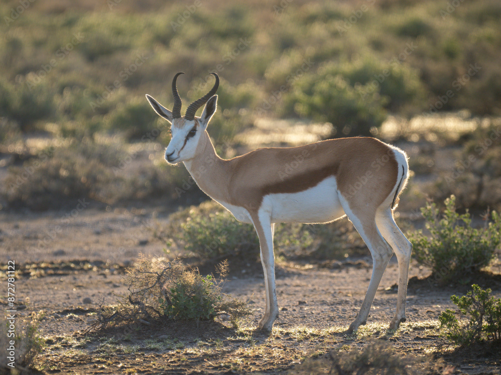 Springbock (Antidorcas marsupialis) Springbock (Antidorcas marsupialis)