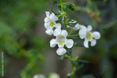 Summer snapdragon flowers