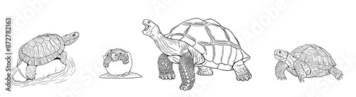 Drawing set with different turtle species. Water turtle and Galapagos tortoise to color in.