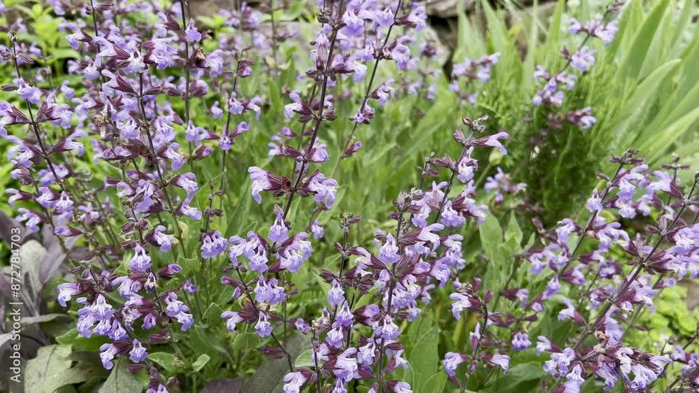 Sage, Salvia officinalis Sage, Salvia officinalis