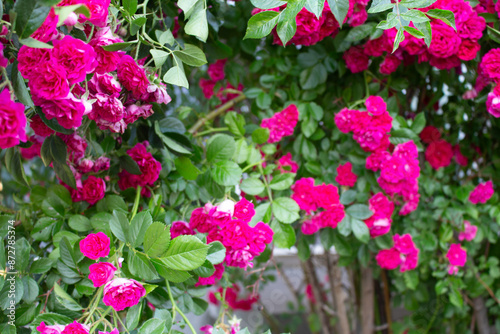vivid pink rose 22