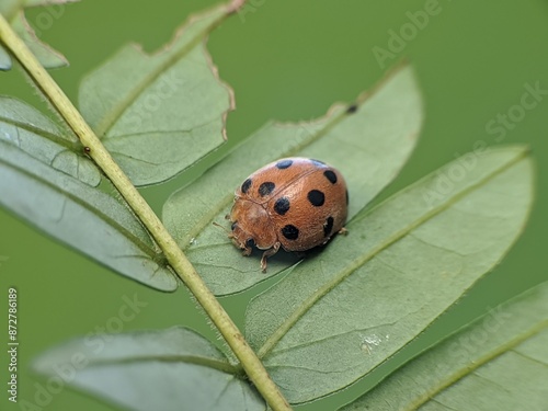 Fotografi Epilachna borealis perched on a leaf