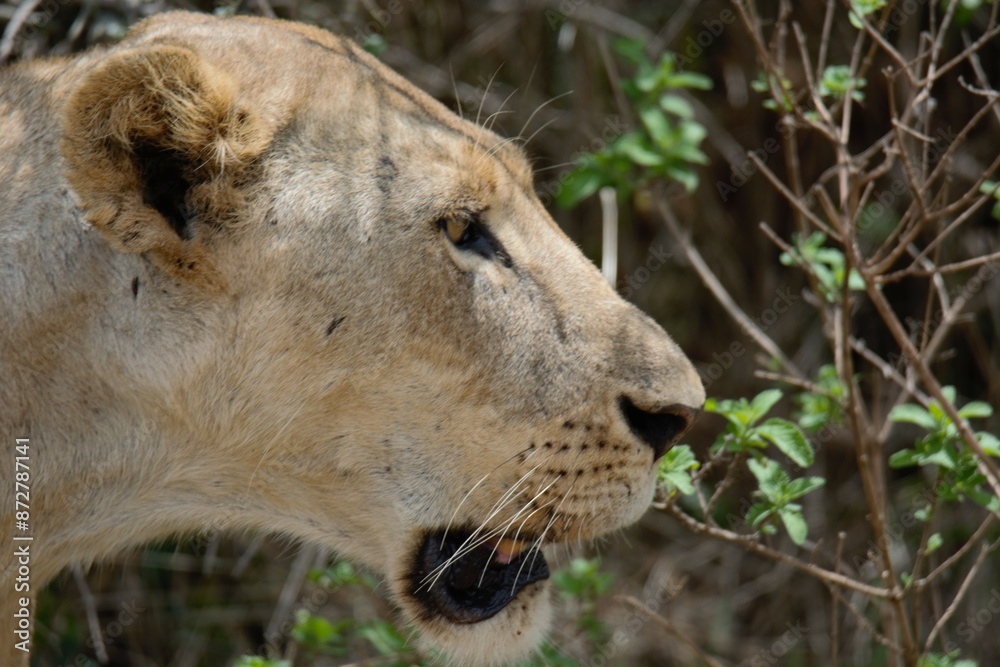 portrait of a lion in the savanna portrait of a lion in the savanna