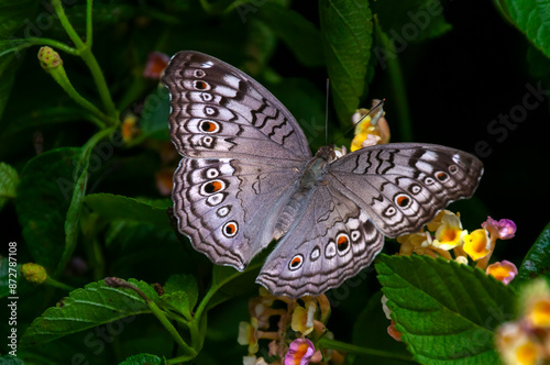 Singapore, precis atlites or grey pansy butterfly in garden