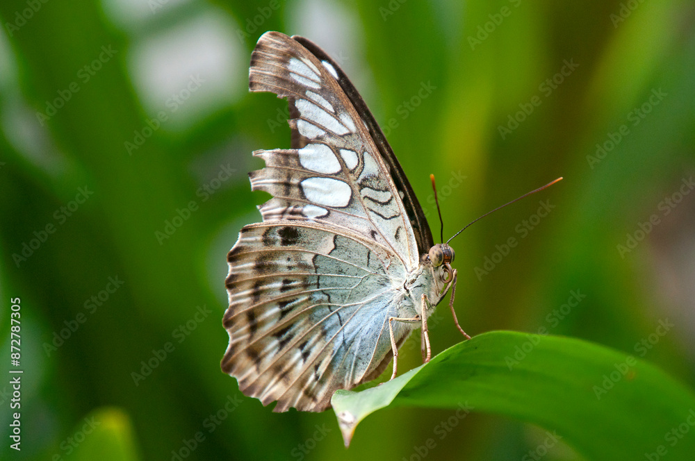 Fototapeta premium Singapore, Parthenos sylvia or the clipper perched on leaf