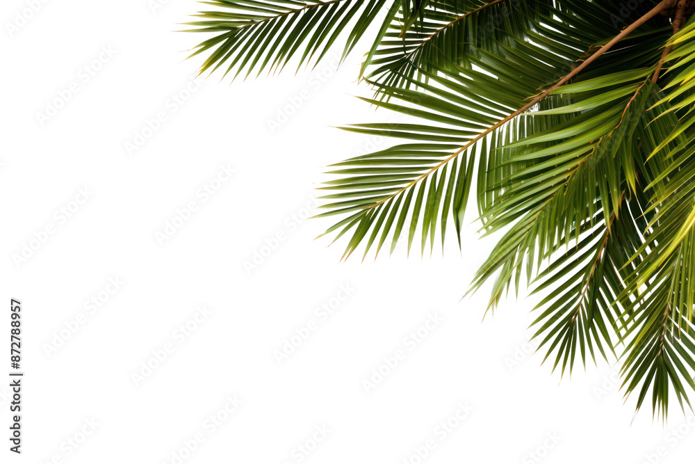 Naklejka premium PNG Palm tree frame backgrounds outdoors nature.