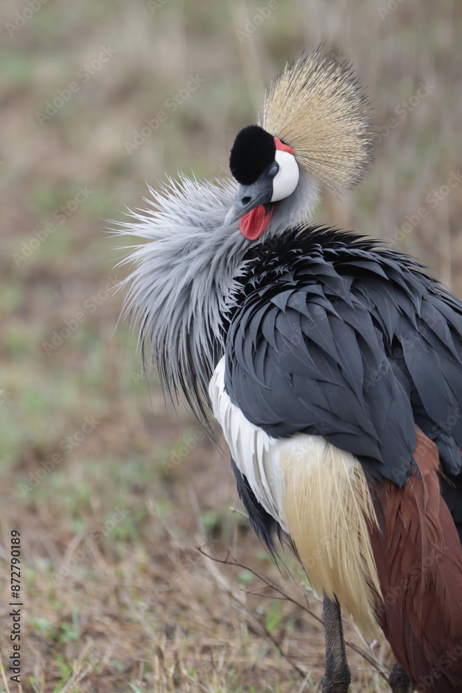 Fototapeta premium Ugandan crane in the African savanna.