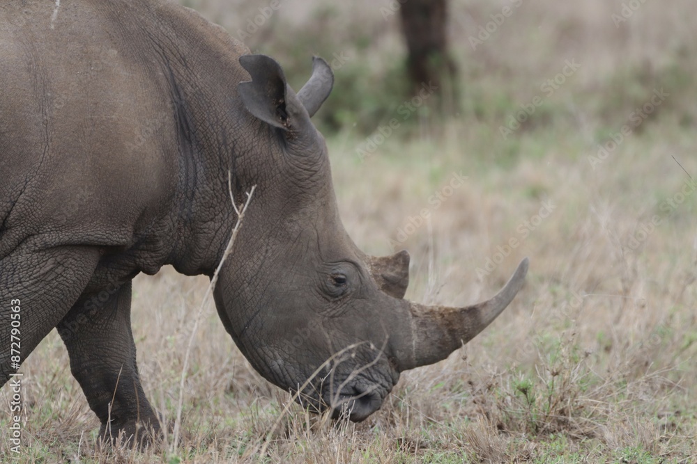 Fototapeta premium Close-up portrait of white rhino in the wild.