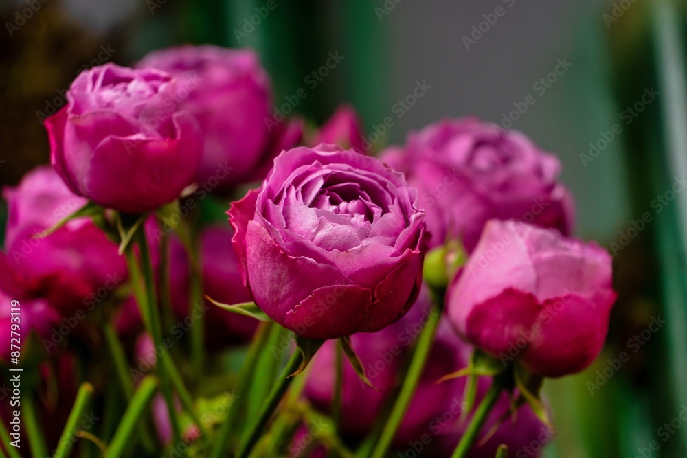Close-Up of Pink Roses in Bloom Close-Up of Pink Roses in Bloom