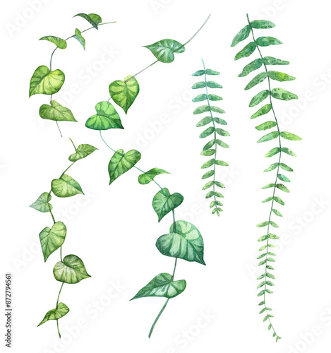 Liana ivy branches and fern - watercolor illustration. Hand painted aquarelle botanical set
