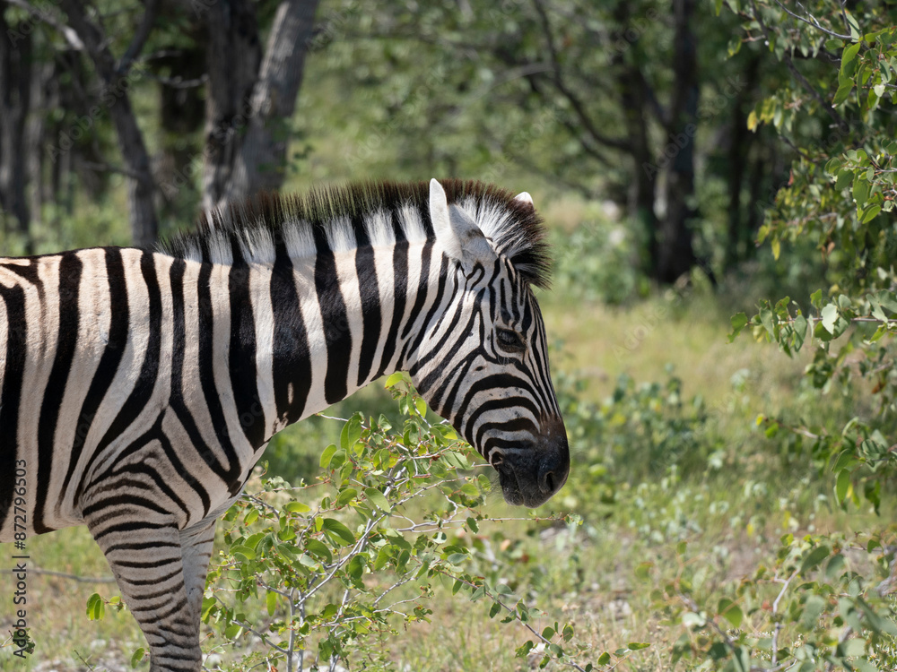 Burchell-Zebra (Equus quagga burchellii) Burchell-Zebra (Equus quagga burchellii)