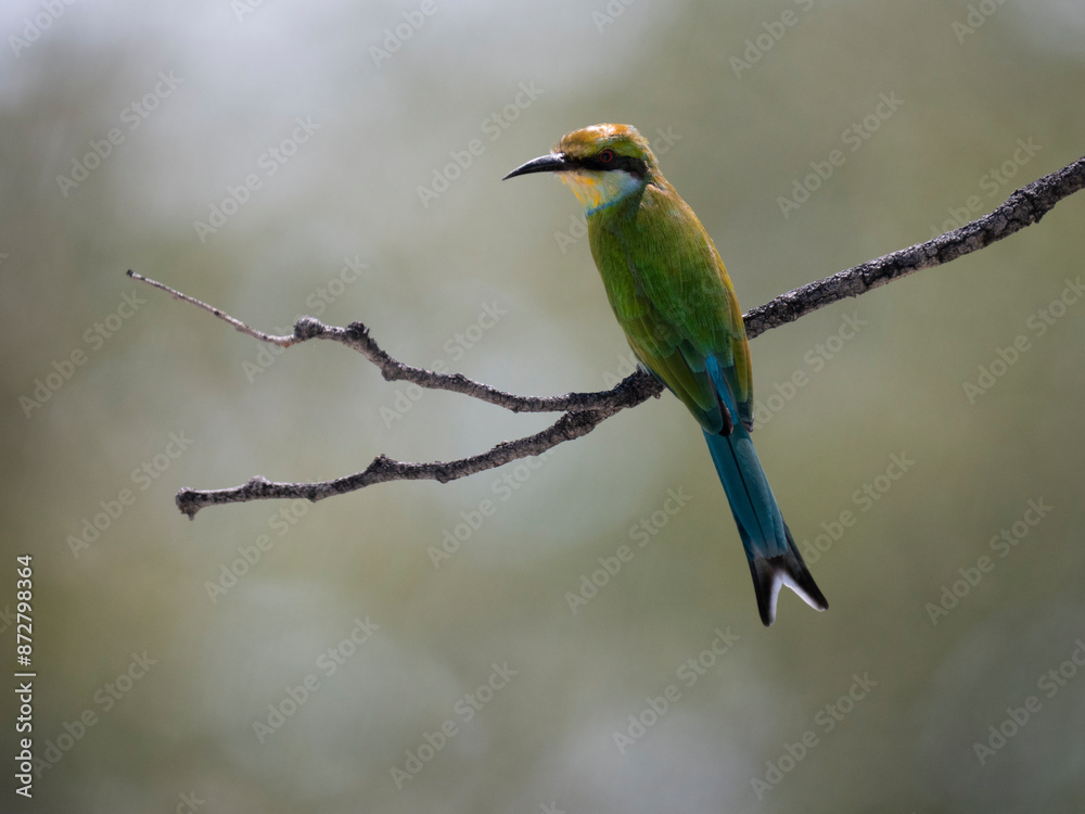 Schwalbenschwanzspint (Merops hirundineus) Schwalbenschwanzspint (Merops hirundineus)