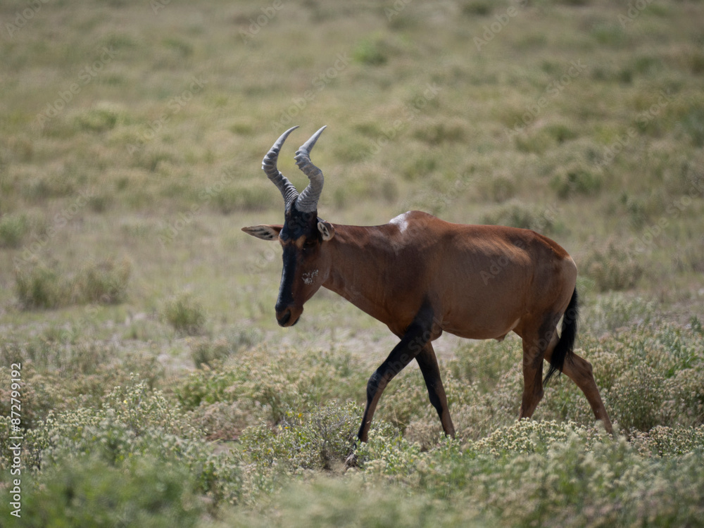 Südafrikanische Kuhantilope (Alcelaphus caama) Südafrikanische Kuhantilope (Alcelaphus caama)