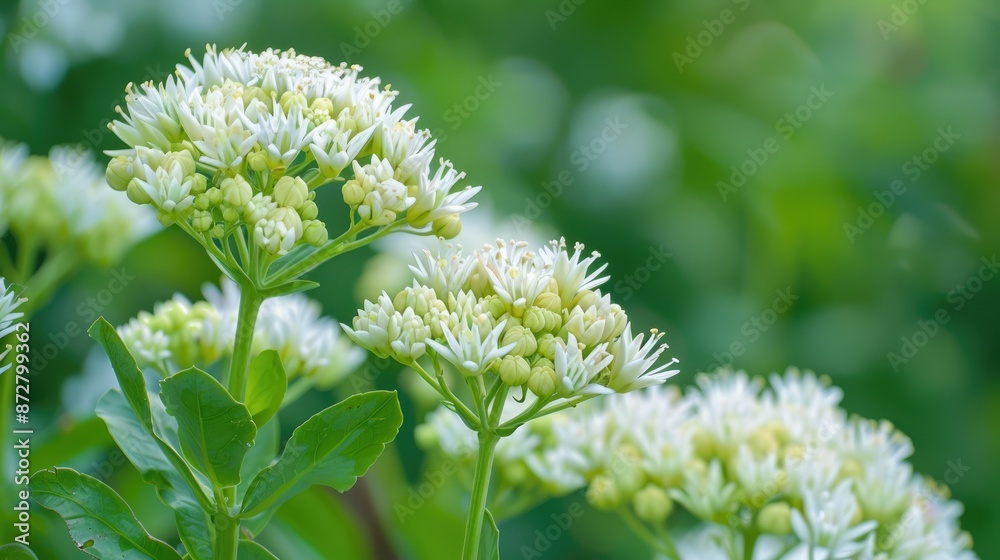 Fototapeta premium Close up of Lovely White Sedum Flowers in a Garden