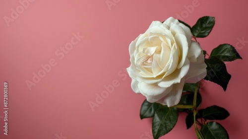 Wallpaper Mural Photo of a white rose or adenium flower on a pink background with space for text Visual idea Torontodigital.ca