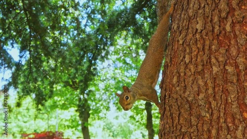 Isolated lovely squirrel hanging outdoors on a tree bark, watching curious in the camera. Green garden in the blurred background.