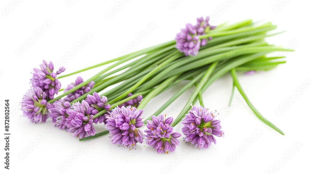 Obraz premium Scientific name for Chives Allium schoenoprasum