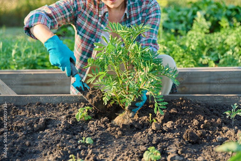 Fototapeta premium Woman planting marigold plant in raised bed, spring summer season