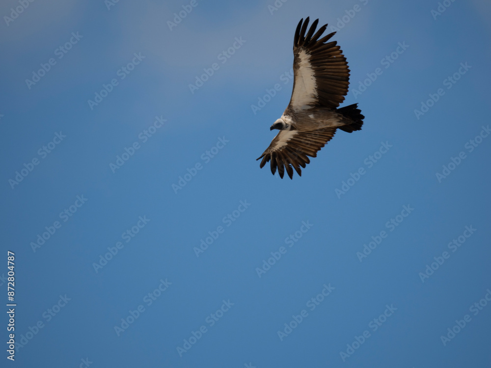 Naklejka premium Weißrückengeier (Gyps africanus)